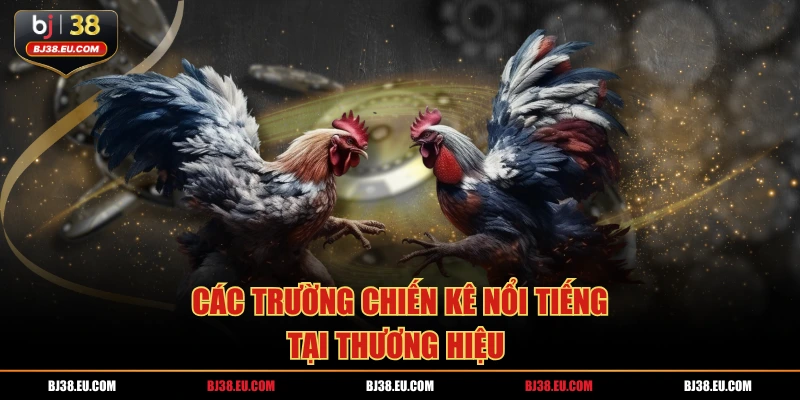 Các trường chiến kê nổi tiếng tại thương hiệu 