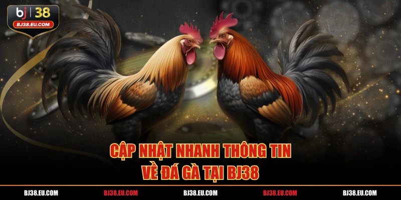 Cập nhật nhanh thông tin về đá gà tại BJ38