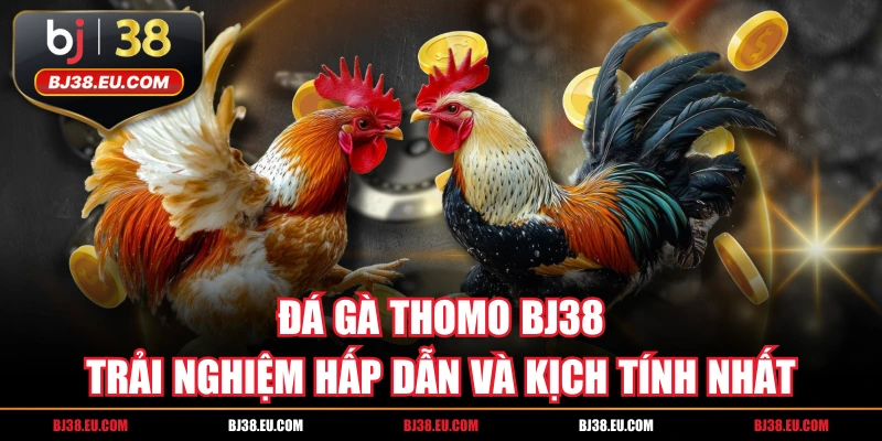 Đá Gà Thomo BJ38 | Trải Nghiệm Hấp Dẫn Và Kịch Tính Nhất
