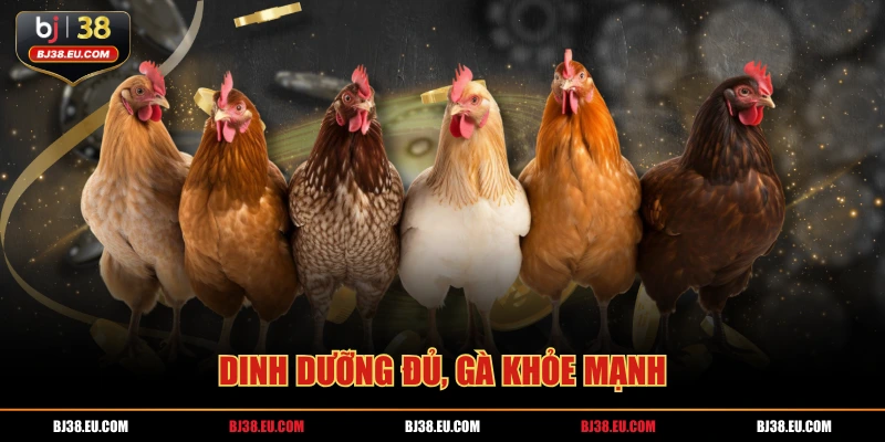 Dinh dưỡng đủ, gà khỏe mạnh